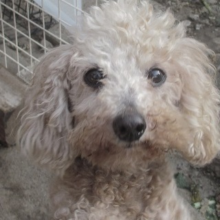 おおらか中年プードルさん