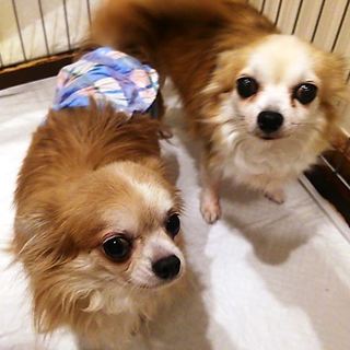 離せられない２匹のチワワの女の子の方　ジュリエット