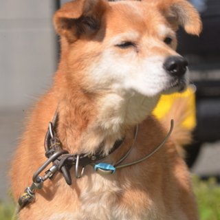 お散歩大好きです！