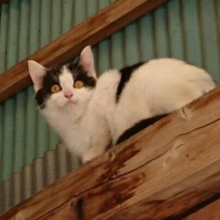 サビ3ヶ月メス☆白黒4ヶ月弱メス