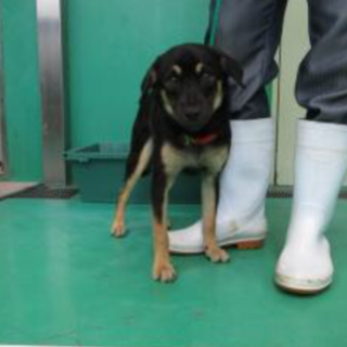 緊急で里親様募集中です。