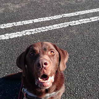 チョコラブ♂ 8歳 龍之介 登場！