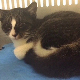 里親様決定！有難うございました