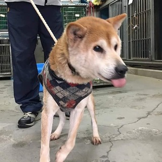 松山市保健所  明日朝8時20分までの期限‼︎