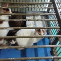 県外の方も是非！まだ若い親猫と1歳未満の子供姉妹