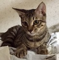 募集停止中お膝に乗って来るツンデレくん、7〜8ヶ月