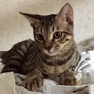 募集停止中お膝に乗って来るツンデレくん、7〜8ヶ月