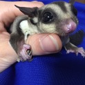 フクロモモンガ ♂