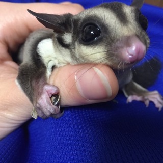 フクロモモンガ ♂