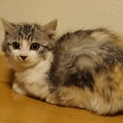 パステル三毛のもふみけちゃん。