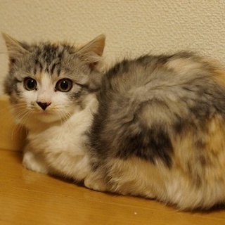 パステル三毛のもふみけちゃん。