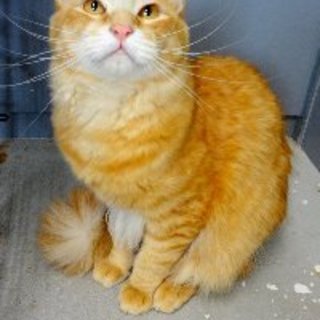 飼主放棄 綺麗な猫さんです