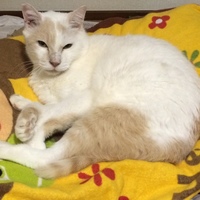 のらつこ