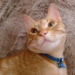 ぽんちゃん、寝よう。