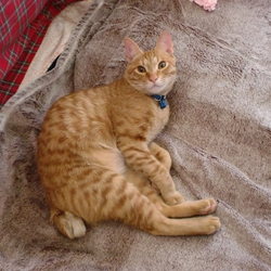 「ぽんちゃん、寝よう。」サムネイル3