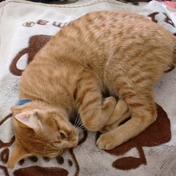 「ぽんちゃん、寝よう。」サムネイル2