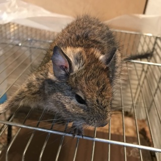 【決定】デグーの里親募集！