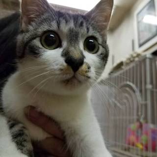 代理掲載・ぼん