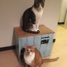 の写真
