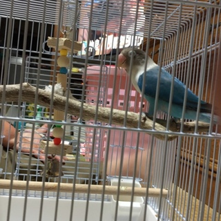 ボタンインコ里親募集