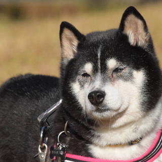 マイペースおばあちゃん　円（まどか）です。