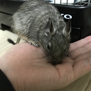 ヒナちゃま手からおやつ食べるようになった(^-^)