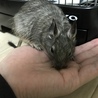 ヒナちゃま手からおやつ食べるようになった(^-^)