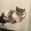 子猫至急里親募集
