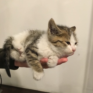 子猫至急里親募集