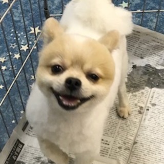 ポメラニアン男の子　３才