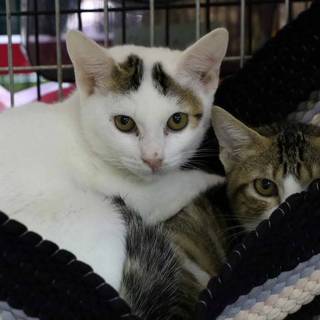 大きな目の風太くん