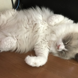 老猫ですがひとなつっこい