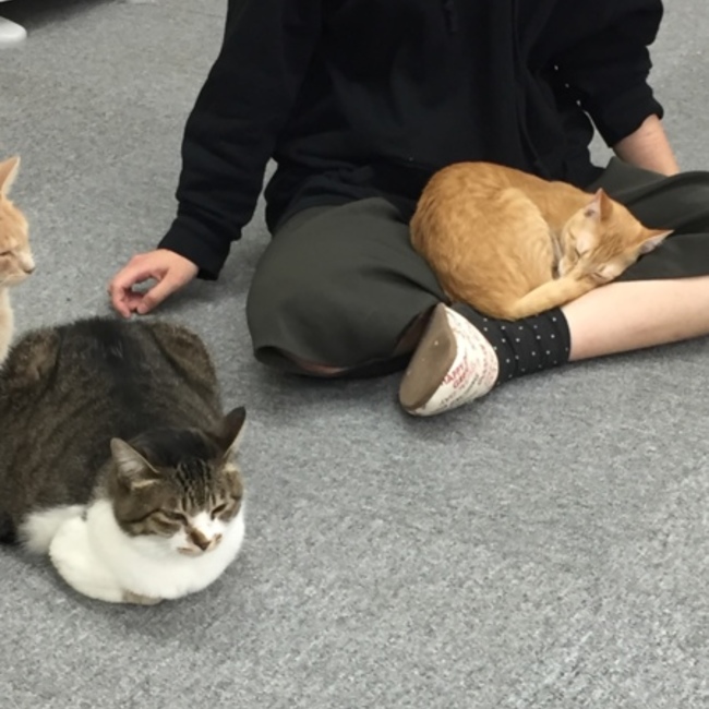 piscesのカバー写真