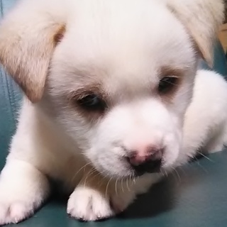 里親さま決まりました☆
