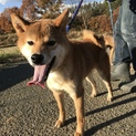純血柴犬1歳の男子！