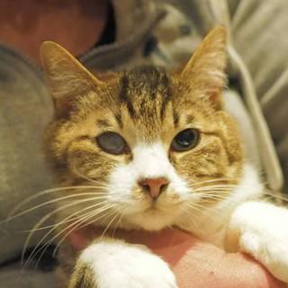 トライアル決定！甘えっ子の倭！