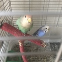 コザクラインコとマメルリハの里親募集