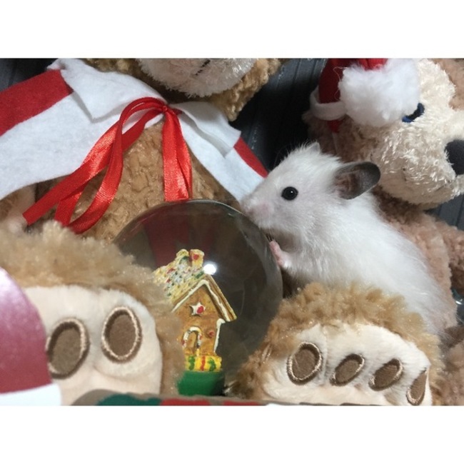 もちつみのカバー写真