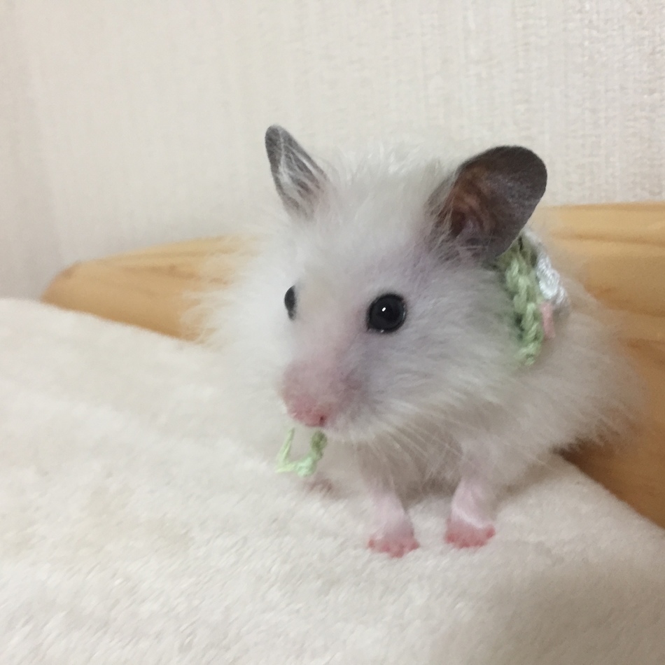 おもちのカバー写真