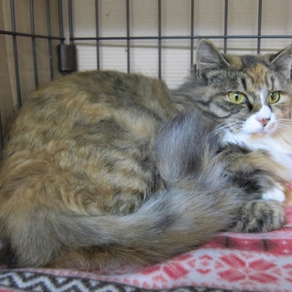 長毛三毛の女の子