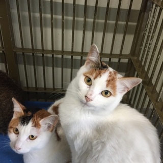 里親様決定です！有難うございました