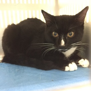 里親様決定！有難うございました