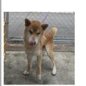 迷子の柴犬