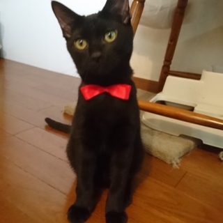 人懐こい♡ﾟ黒猫のケロちゃん♡ﾟ