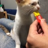 ちゅーる、のち爪切り