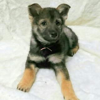 保健所からレスキューした子犬⑦メス