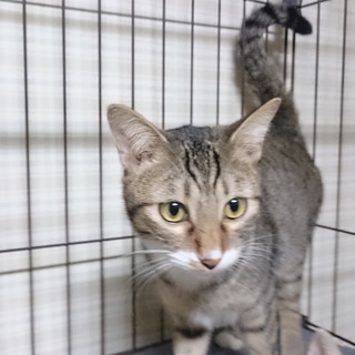 多頭飼育崩壊  甘えん坊 るなくん