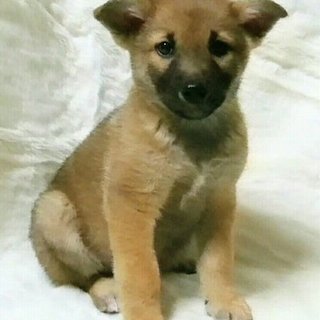 保健所からレスキューした子犬④