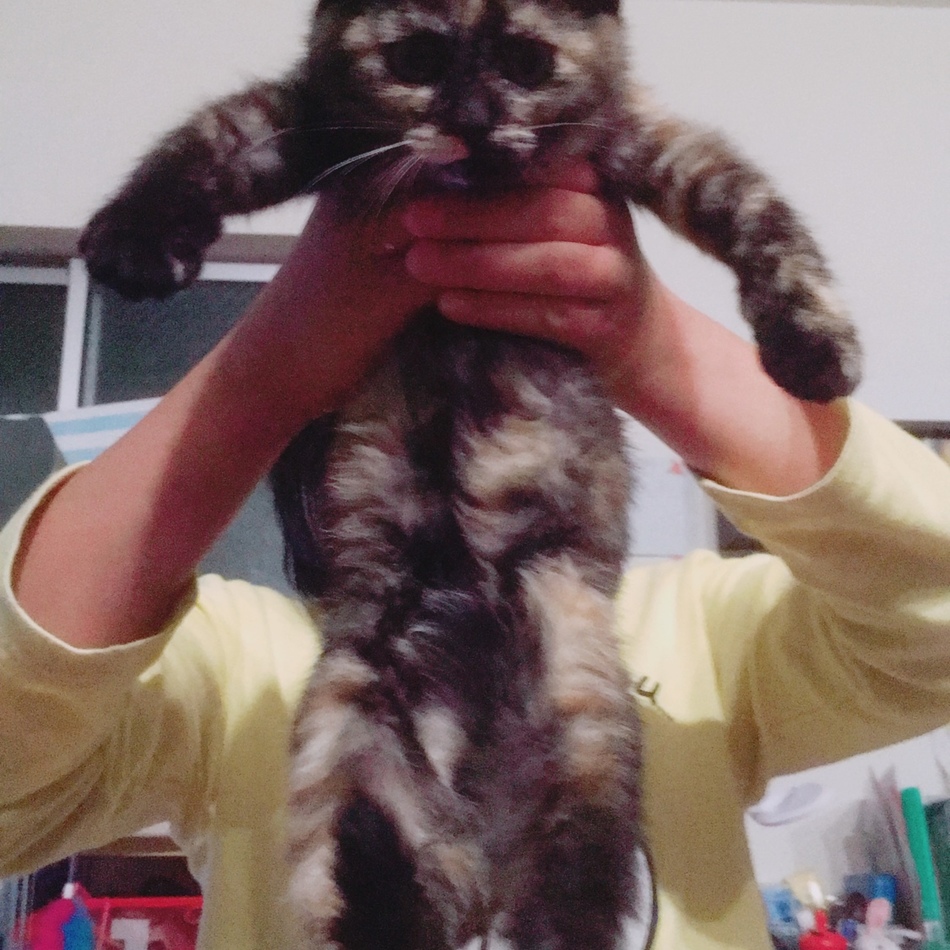 中村わさびのカバー写真