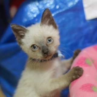 （トライアル決定）シャムミックス美男【冬音：ゆの】